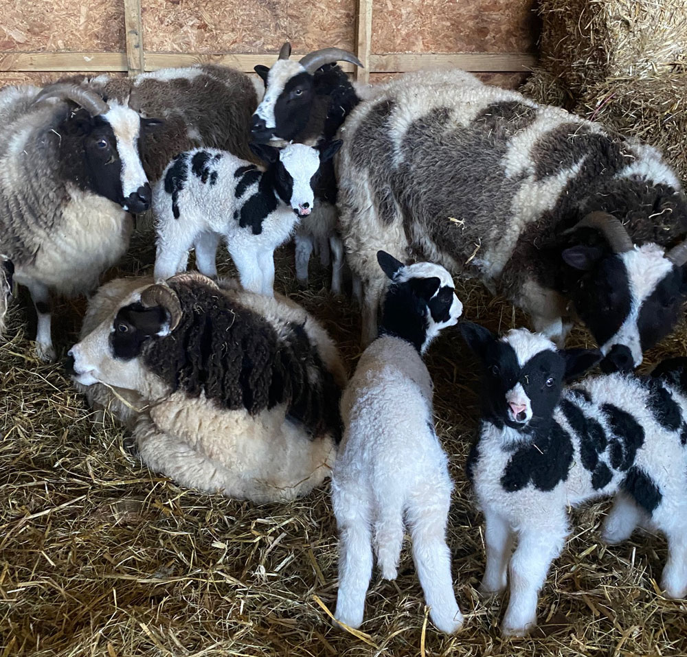 Lamb enjoying a piggy back 