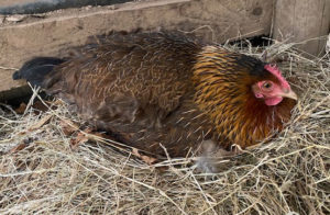 Broody hen sitting on eggs