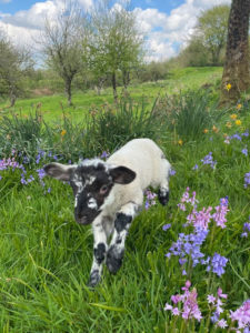 Tame lamb in bluebells