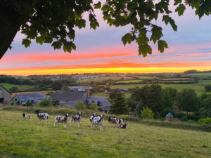 Jacob sheep and Sunset