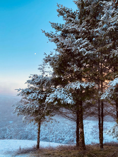 Snowy-Snowy Christmas trees & moon