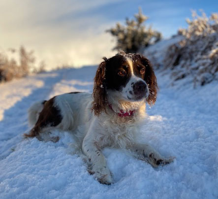 Snow loving dog :)