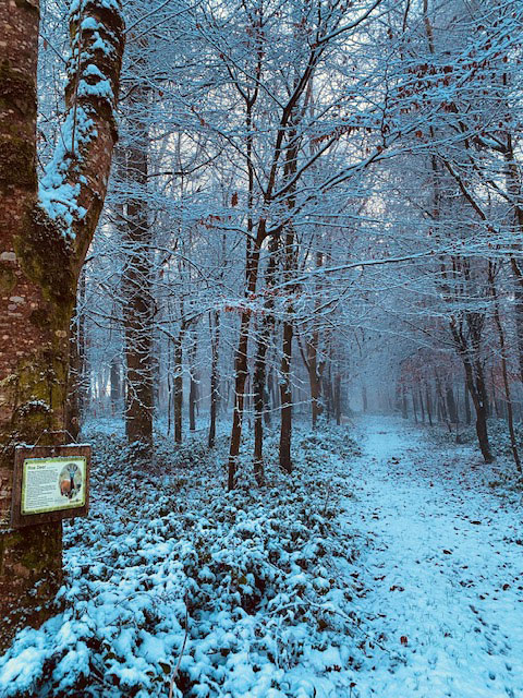 Snowy farm walk through wooded avenue