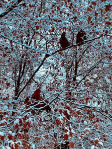 Snowy trees with hens roosting