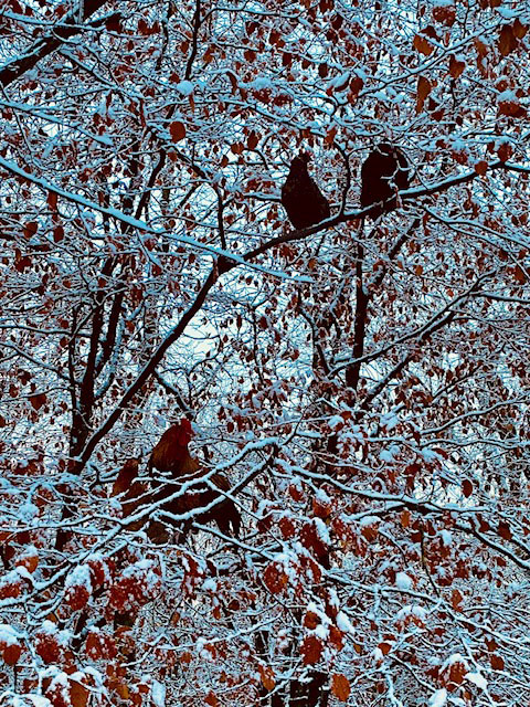 Snowy trees with hens roosting