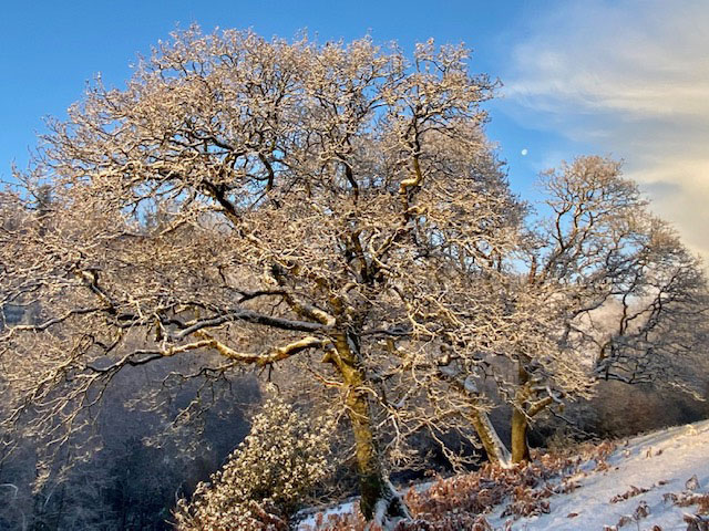 Snowy trees