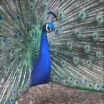 Pedro Peacock