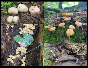 Fungi at Huxtable Farm