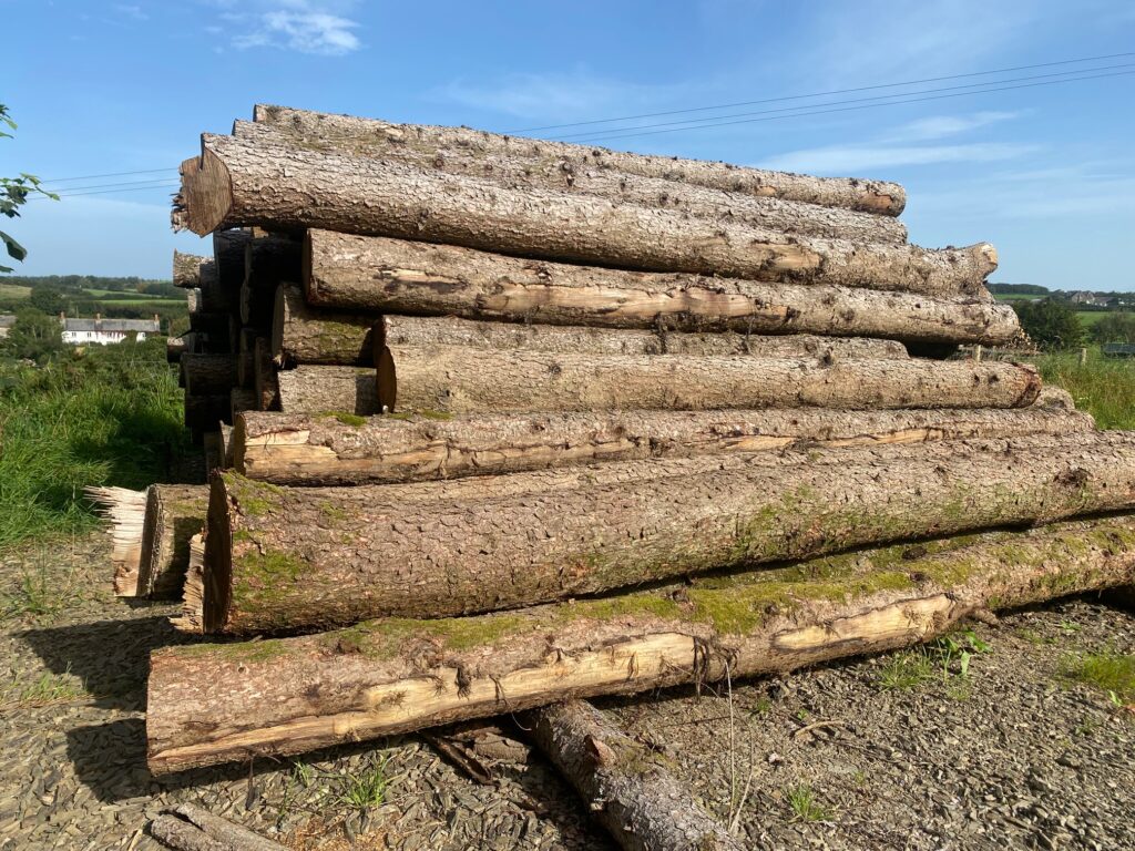 Larch tree trunks for planking