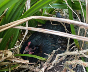 Broody hen, can you find where she's hiding?