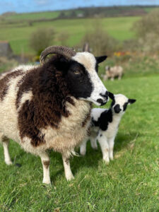 Jacob ewe & lamb
