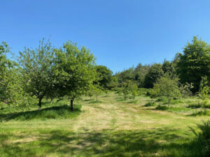 Pitch 4 (Orchard)