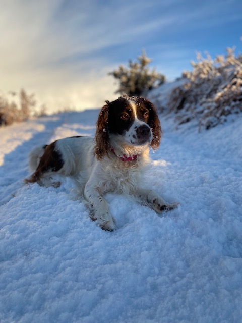 Bella in snow