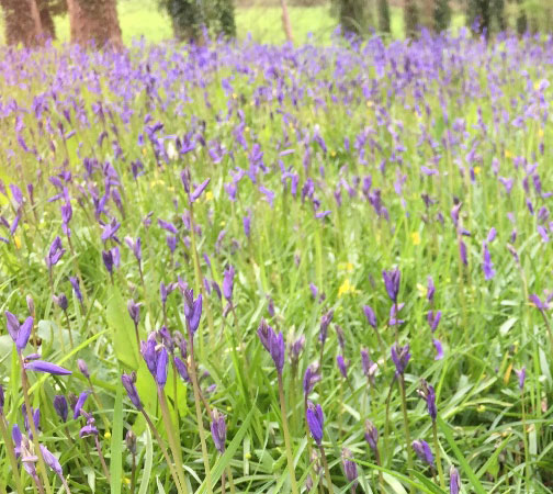 Wild Bluebells