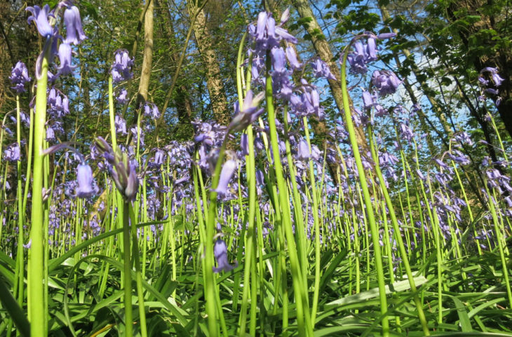 Bluebells