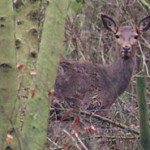 Exmoor Red Deer in Farm B&B woodland