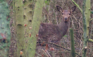 Exmoor Red Deer in Farm B&B woodland