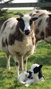 Jacob ewe and lamb
