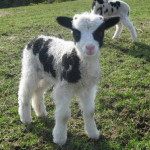 Jacob lamb at lambing rime in Spring