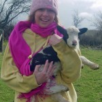 Cuddling Jacob sheep lamb at lambing time