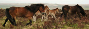 Exmoor pony-and-foals , Exmoor National Park
