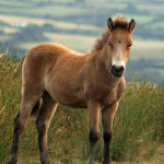 Exmoor pony foal on Exmoor National Park