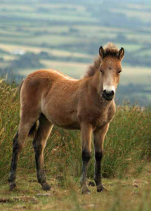 Exmoor pony foal on Exmoor National Park