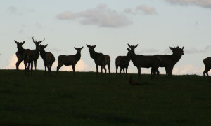 Exmoor Red Deer Silhouette