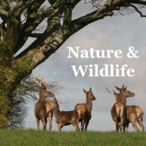 Wildlife and nature of North Devon & Exmoor