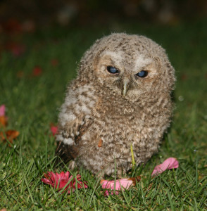 Tawny owl chick