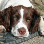 Bella, the Springer Spaniel