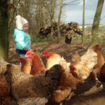 Feeding hens