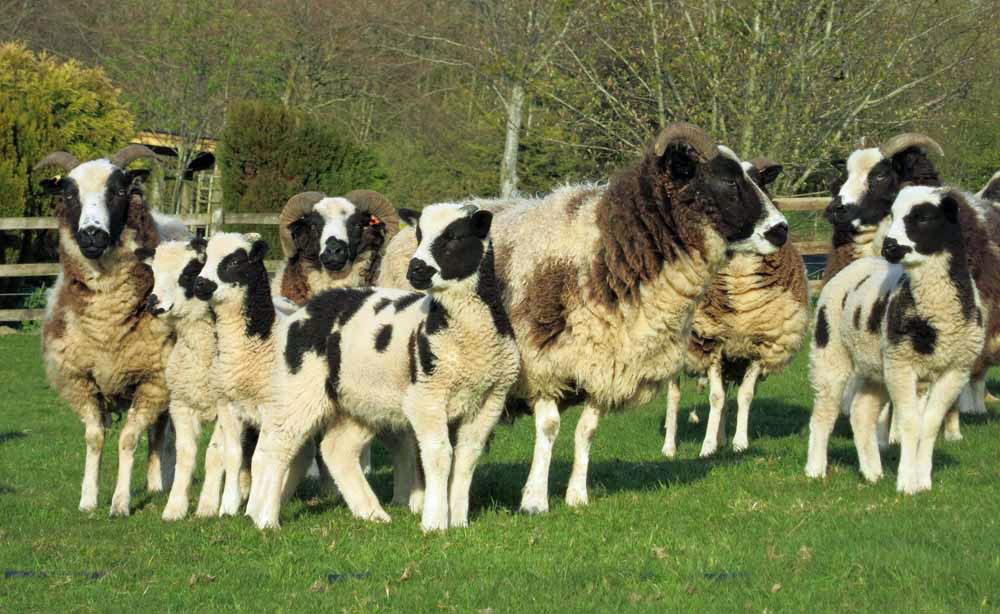 Jacob sheep; lambs on North Devon Farm B&B, near Exmoor