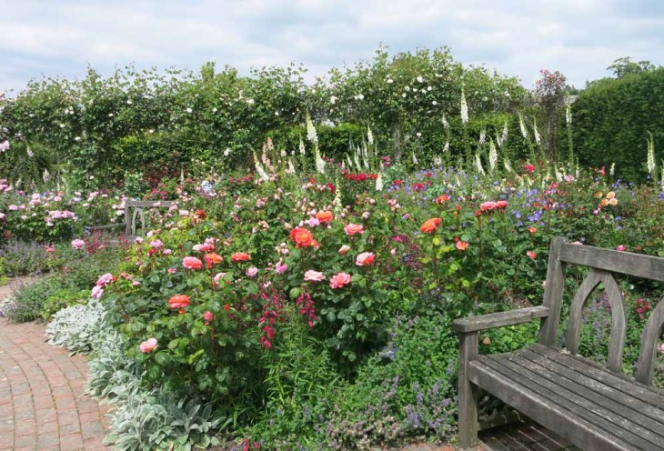 RHS Rosemoor Rose Festival June - July