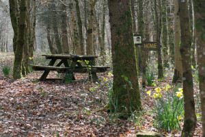 Huxtable Farm walk, picnic table in woodland