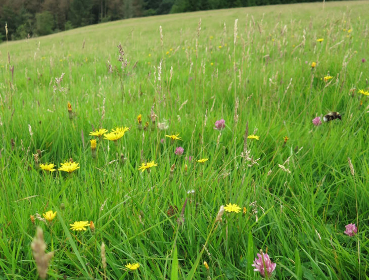 Bees visiting wild flowers at Devon farm B&B