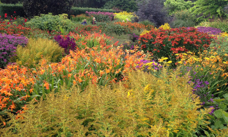 RHS Rosemoor hot garden