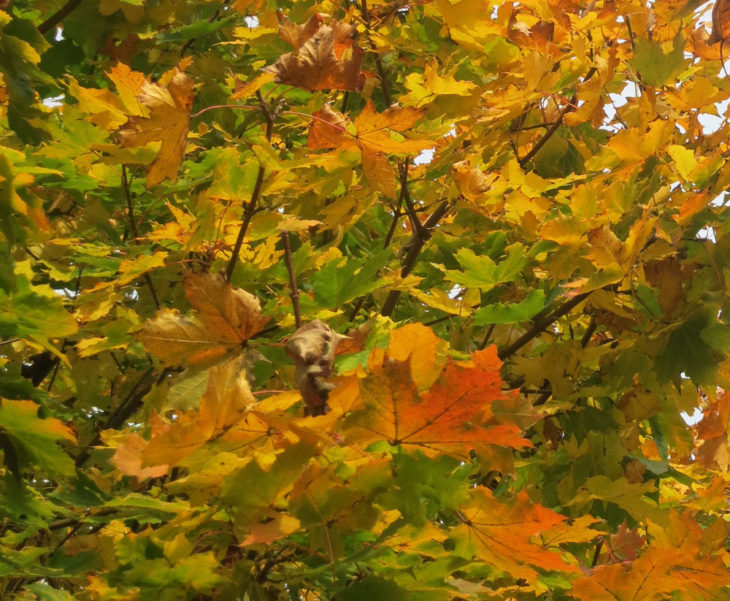 Autumn leaves at North Devon B&B