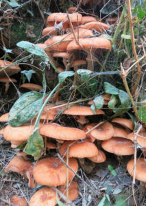 Woodland Fungi in woodland at B&B North Devon