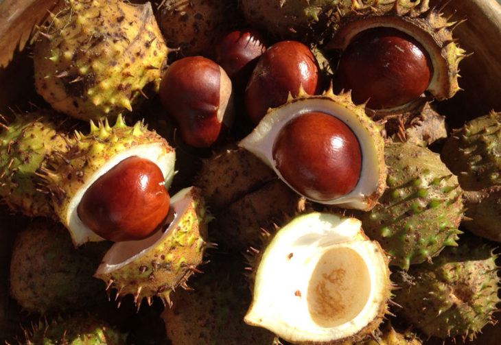 Autumn conkers, North Devon