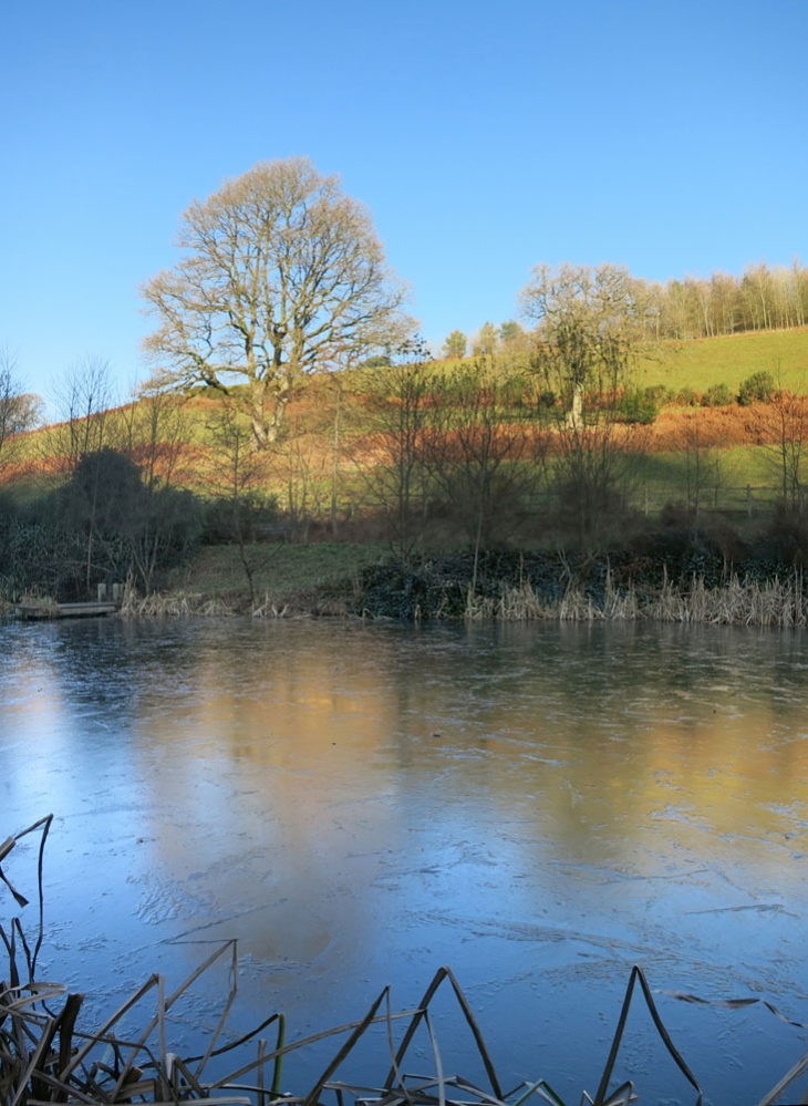 Huxtable Farm B&B, Devon wildlife pond with ice