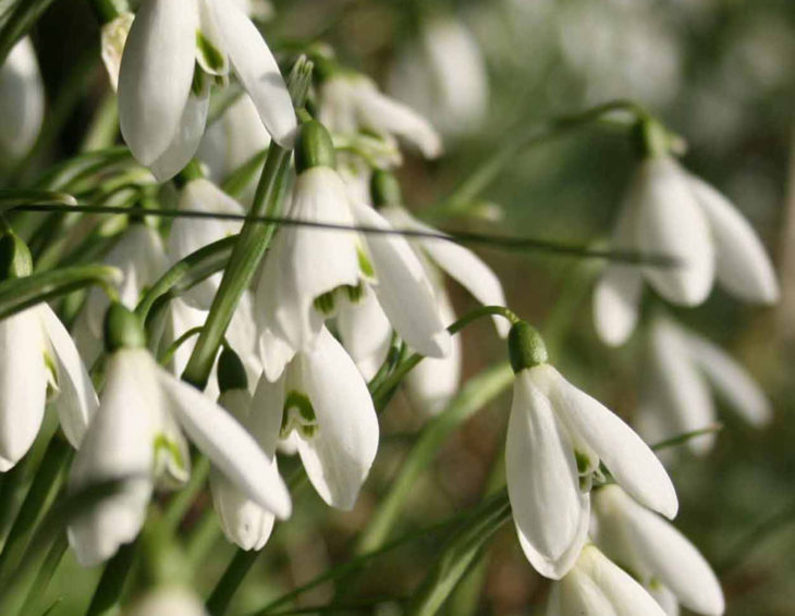 snowdrops