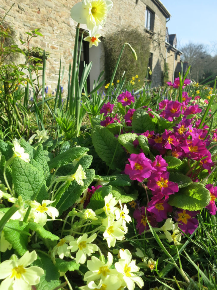 Spring flowers at Huxtable Farm