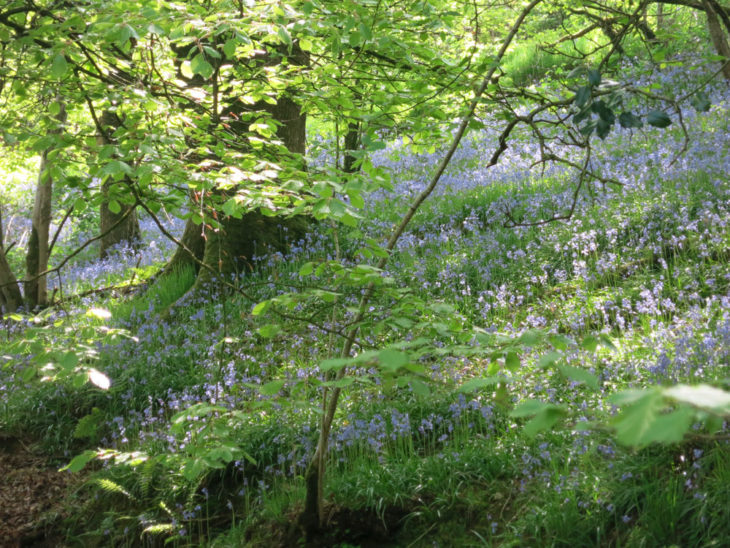 Bluebells under trees