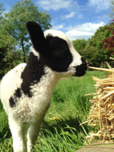 Bo - Bottle fed tame lamb