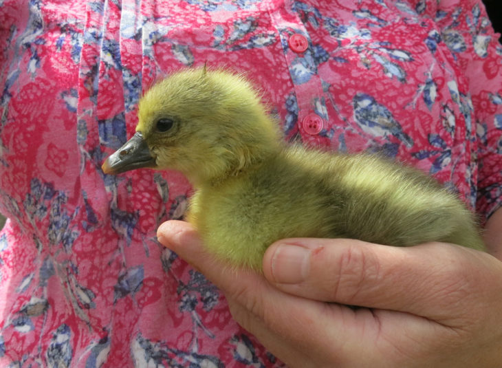 Gosling at Huxtable Farm B&B, near Barnstaple, Devon