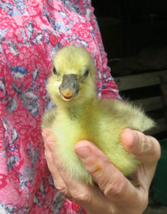 French Toulouse Gosling hatched at Huxtable Farm B&B, Devon near Exmoor