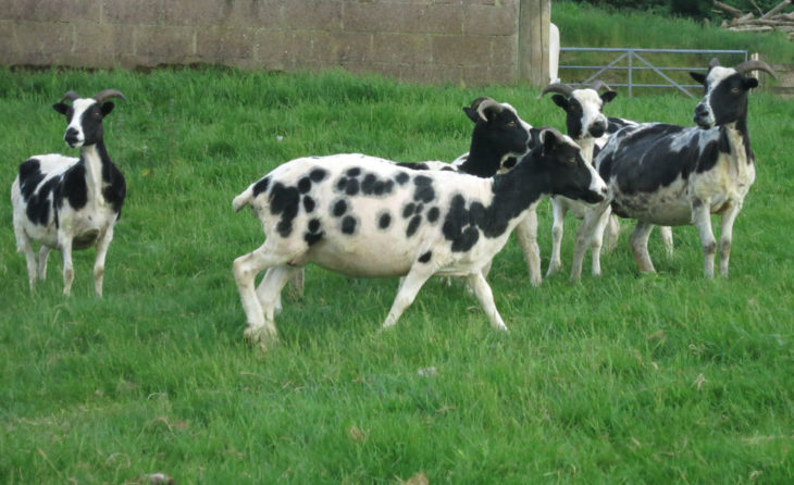 Shorn Jacob sheep