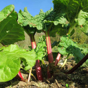 rhubarb in garden
