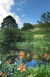 Wildlife pond at Huxtable Farm B&B, West Buckland, Devon